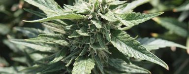 Your Stealth Grow May Be Not as Stealthy As You Think