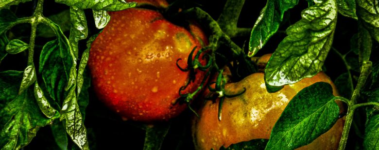 Urban Farming With An Eye for Investors to Grow the Business