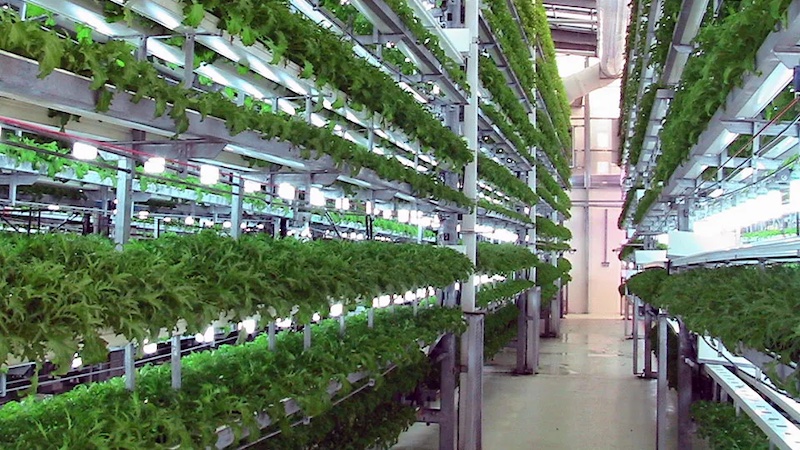 Aeroponics | What are Aeroponics? | GrowHigher