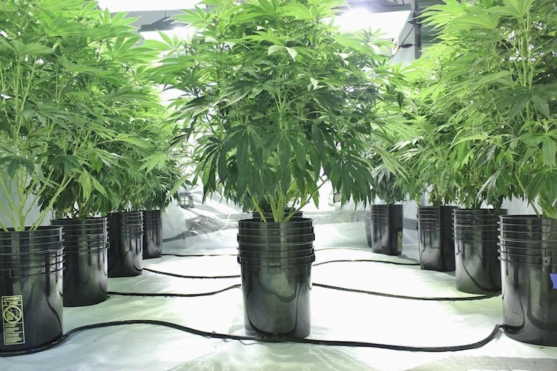 What is High-Frequency Fertigation? | GrowHigher