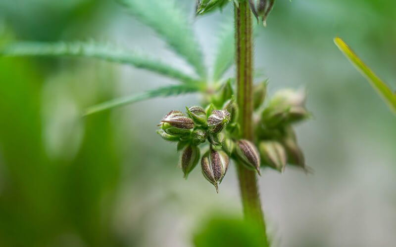 Cannabis Anther | What are Anthers? | GrowHigher