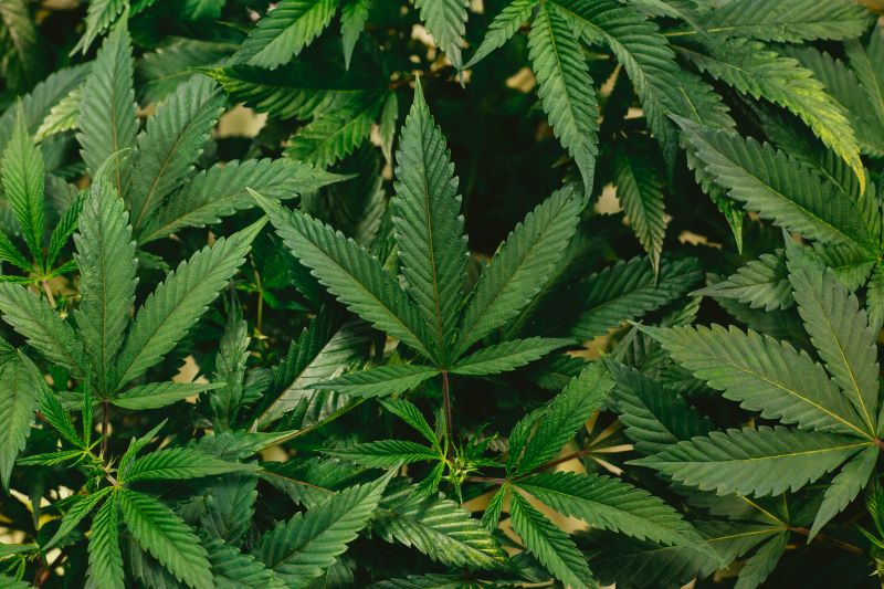 Cannabis Leaf | What is a Cannabis Leaf? | GrowHigher