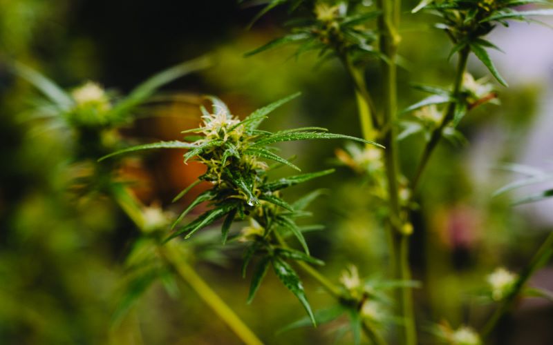Indica | What is Indica? | GrowHigher