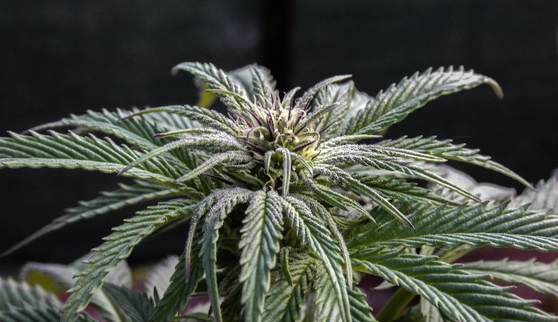 Sativa Definition | What is Sativa? | GrowHigher