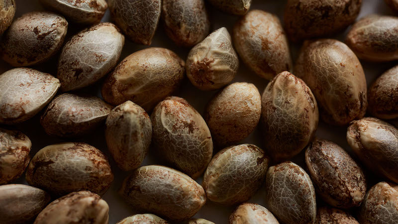 Cannabis Seeds | what is a cannabis seed | GrowHigher