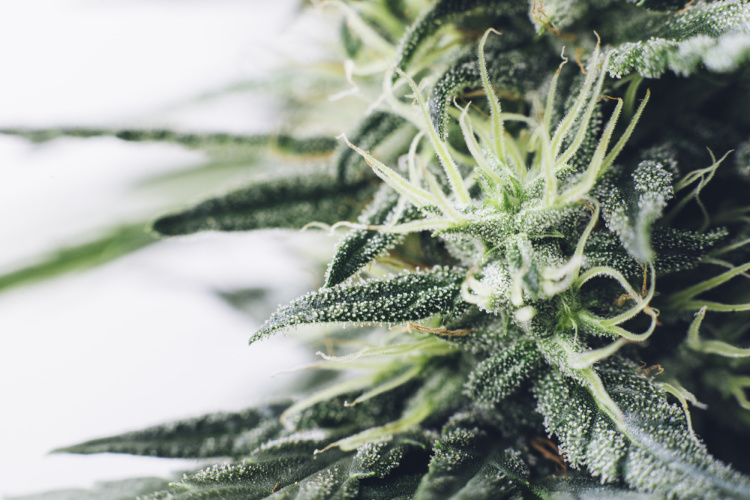 Cannabis Hybrid Strains | What is a Hybrid Strain? | GrowHigher