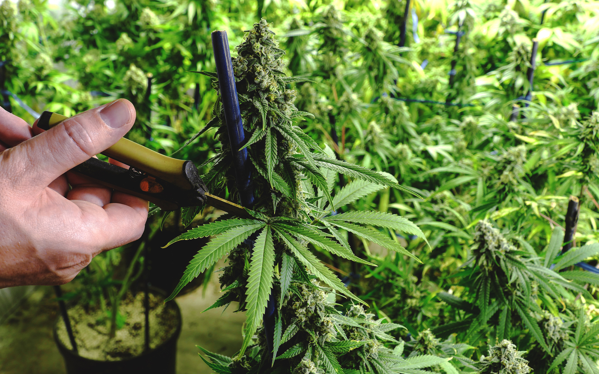 Topping Cannabis | What is Topping? | GrowHigher