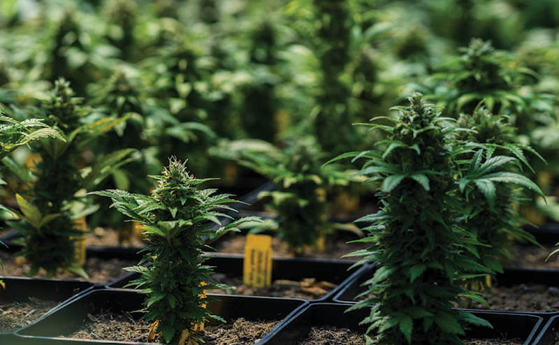 Autoflower | What is an autoflower? | GrowHigher