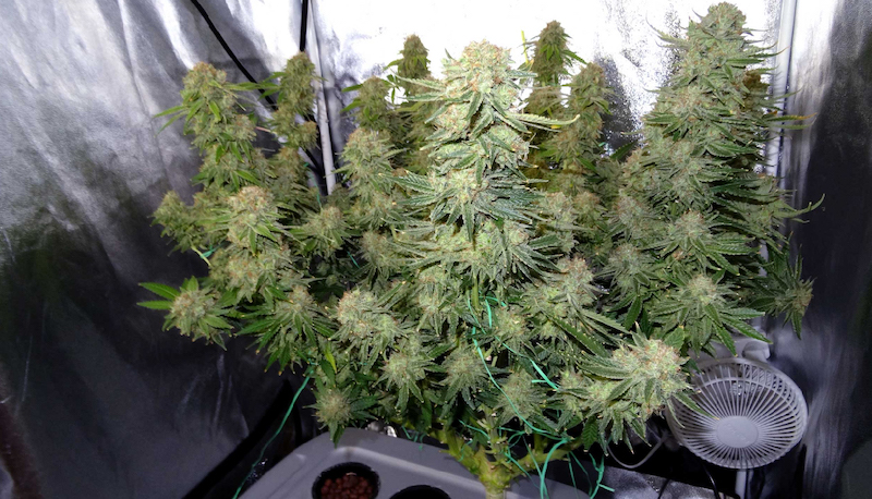 What is Cannabis Mainlining? | GrowHigher
