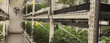 Finding a Good Vertical Cannabis Shelving Unit for Growing